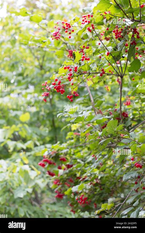 Viburnum Trilobum Wentworth Stock Photo Alamy