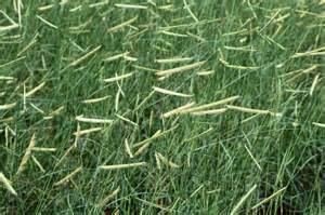 Blue Grama Grass ‘blonde Ambition Green Lake Nursery®