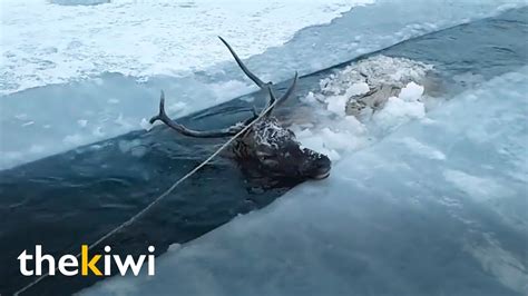 Frozen Deer Rescued From The Ice Youtube