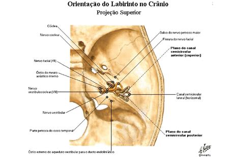 Oss Culos Da Audi O Anatomia Papel E Caneta