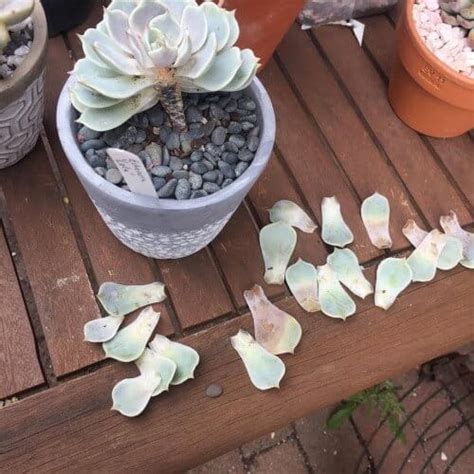 Succulent Root Rot What It Is And How To Treat It