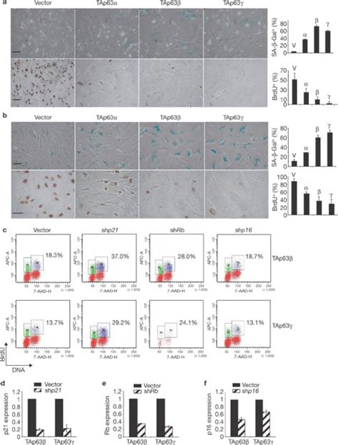 Tap Induces Senescence And Suppresses Tumorigenesis In Vivo Nature