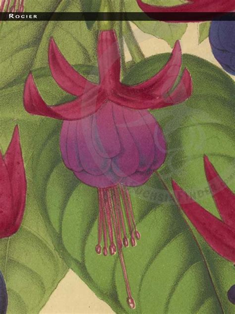 rogier fuchsiafinder