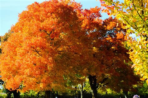 Arbre Feuilles Jaune Photo Gratuite Sur Pixabay Pixabay