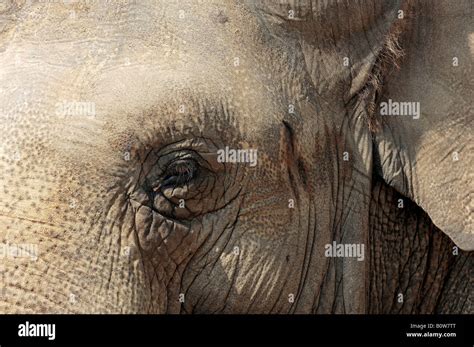 Indian Elephant Or Asian Elephant Elephas Maximus Stock Photo Alamy