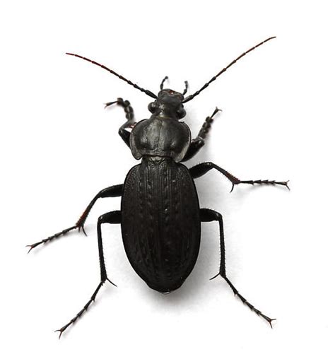 Carabus Vinctus Bugguide Net