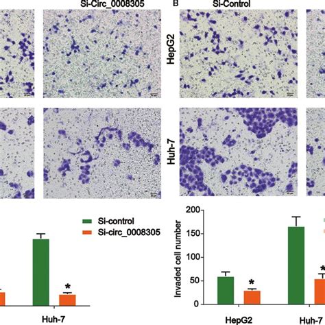 Loss Of Circ 0008305 Regulated HCC Cell Migration And Invasion