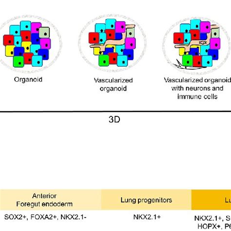 Overview Of Hpsc Derived Lung Organoids A Generation Of Human