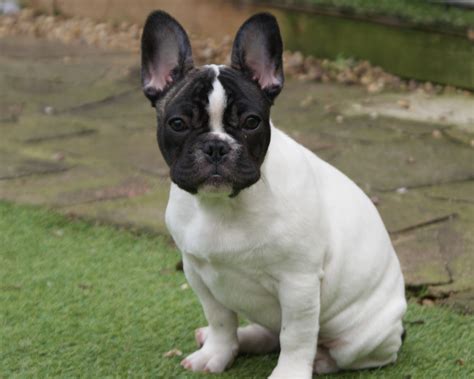 Bulldogge Mix Tierheim - Pets of Life