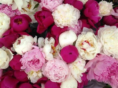 Fresh Peonies 30 Stems Farmers Choice Box Free Shipping 2018 July Or