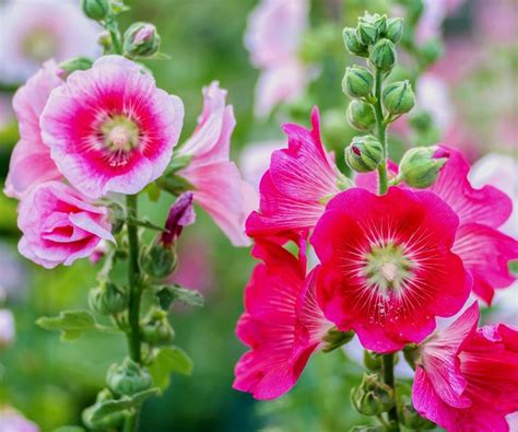 10 best English garden plants to suit for every climate | Homes & Gardens