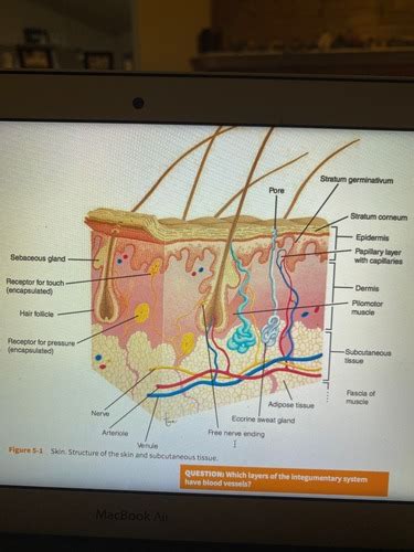 AP CH 5 INTEGUMENTARY SYSTEM Flashcards Quizlet