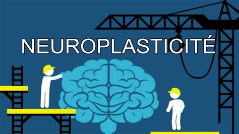 La Neuroplasticit Ou Plasticit Neuronale C Est Quoi Joelle