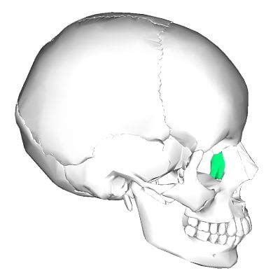 Huesos Del Macizo Facial Hueso Lagrimal Homo Medicus