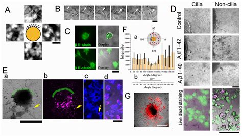 Neurotoxic Effects Of A Observed In The Explant Culture A