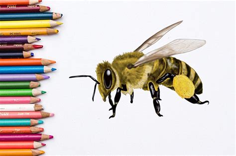 Killer Bee Insect Drawing