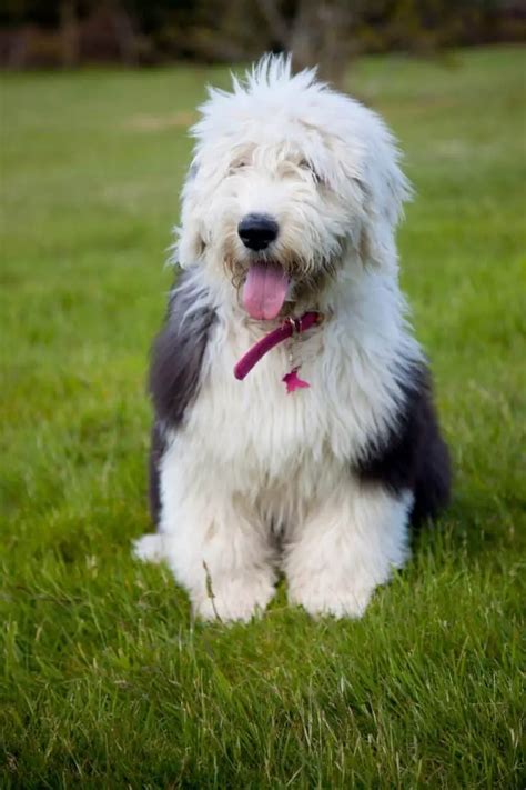 Where to Find Old English Sheepdog Puppies for Sale - Dogable