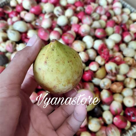 Jual Buah Pala Segar 1 Kg Pala Fresh Baru Petik Shopee Indonesia