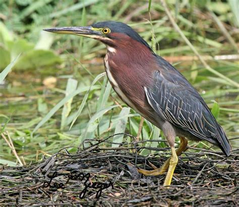 Green Herons Are Small And Stocky With Legs That Are Relatively Short