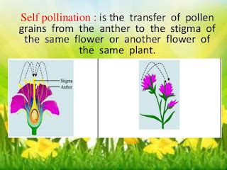 Self-pollination and its type - Overall Science