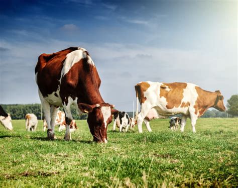 Il Benessere Animale Fa Bene Anche Agli Umani Cambia La Terra