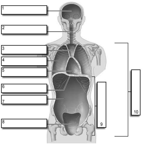 Body Cavities Labeling