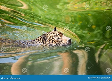 Orange Jaguar Swimming Stock Image Image Of Water Mammal