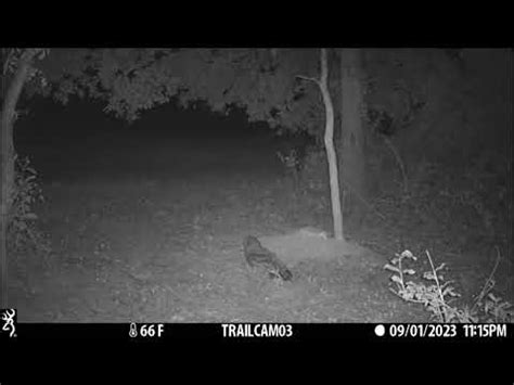 Trail Camera Pick Up YouTube