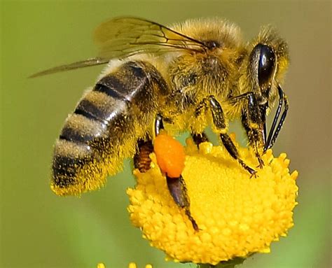 Exploring The Anatomy Of A Bee - Beekeeping 101