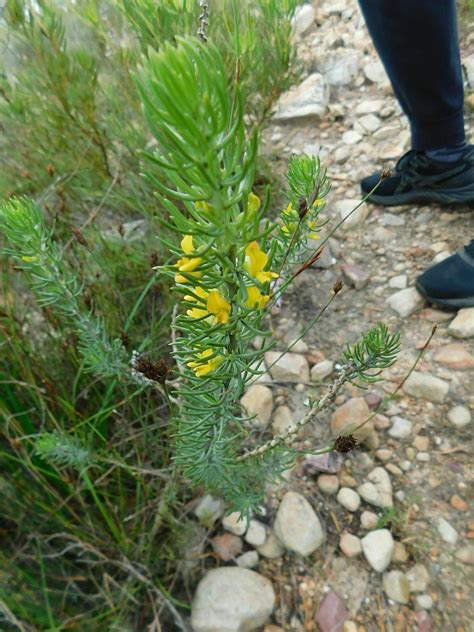 Aspalathuses From Loerkloof Greyton 7233 South Africa On August 14