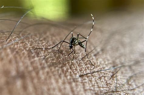 Slobodna Dalmacija Virus Zapadnog Nila zabilježen u Srbiji prenose