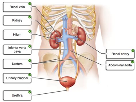 Ch Urinary Apr Prep Flashcards Quizlet