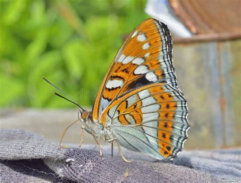 Butterfly Limenitis Populi Ussuriensis Stock Image Image Of