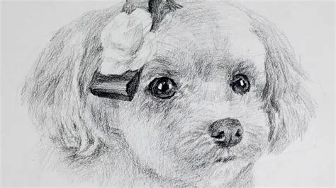 Cute Dog Pencil Drawing - bestpencildrawing