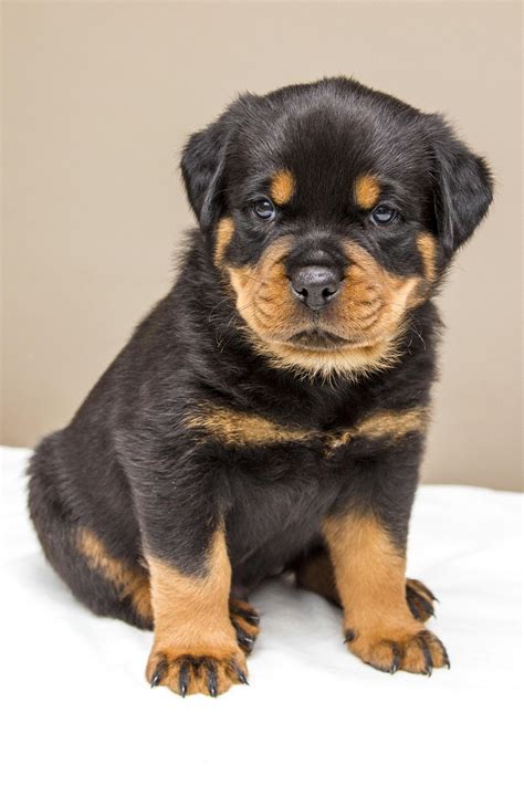 rottweiler puppy rottweiler images pixabay