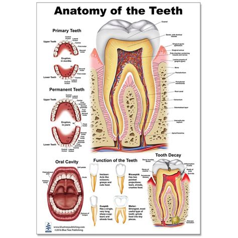 Parts Of A Tooth Poster