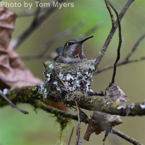 Anna S Hummingbird East Cascades Audubon Society