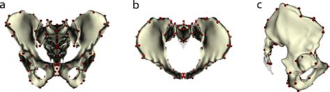 Allometry And Sexual Dimorphism In The Human Pelvis Fischer