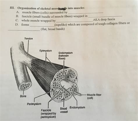 Anatomy And Physiology Archive January 28 2018 Chegg