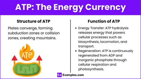 Unit 3.2 - The Role of Energy in Living Systems (Notes & Practice ...