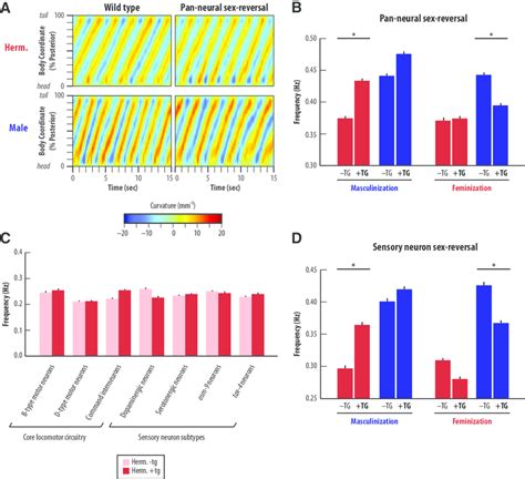 Locomotor Frequency Is Regulated By Sexual Modification Of The Nervous Download Scientific