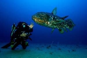 10 Facts about Coelacanth - Fact File