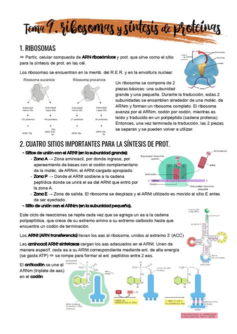 SOLUTION Tema 9 Ribosomas Y S Ntesis De Prote Nas Studypool