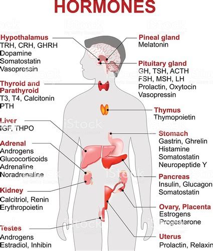 Chapter 16 And 17 Endocrine System And Blood Test Flashcards Quizlet