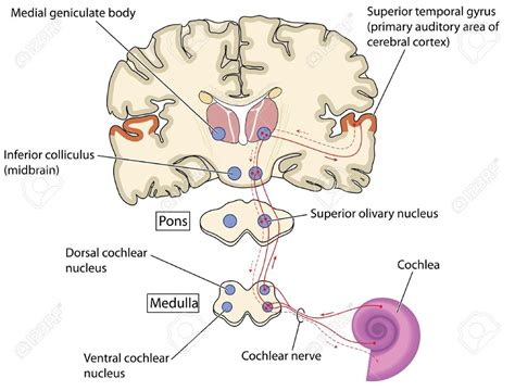 Auditory Pathway Diagram Quizlet