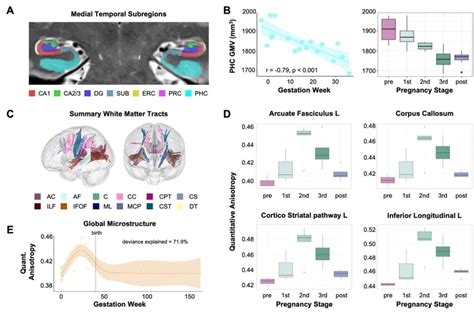 Hippocampal Subfields And White Matter Microstructure Across Gestation