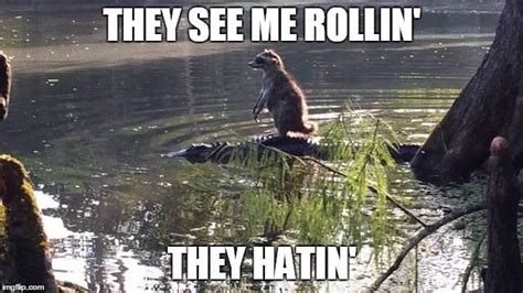 Raccoon Alligator Riding Imgflip