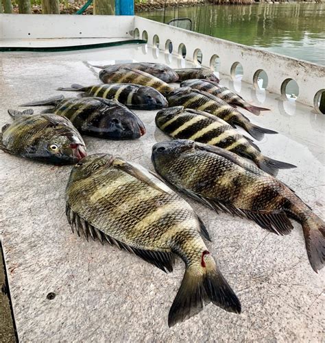 texas sheepshead size limit