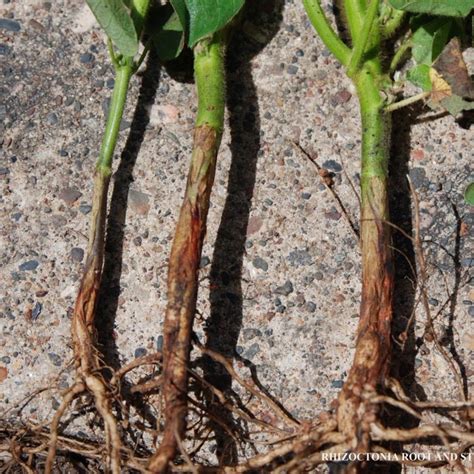 Rhizoctonia Stem Rot Pestoscope