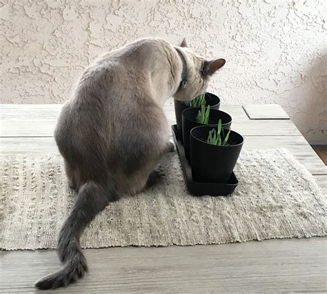 Growing Cat Grass In Your Garden The Project For The Day